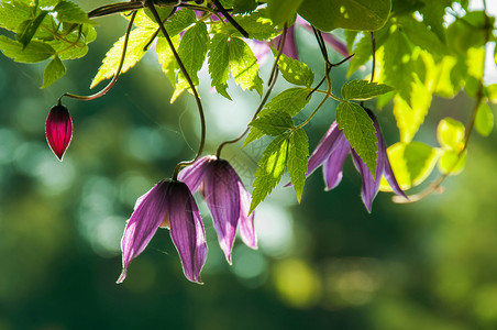 威灵仙网络树叶花朵紫色辉光花园太阳背光植物阳光背景