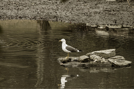 鸟在水上棕褐色生活艺术动物反思背景图片