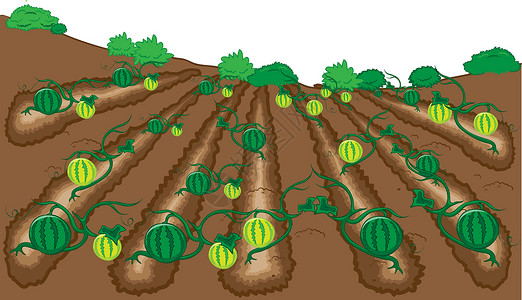西瓜水果矢量插图卡通画背景图片
