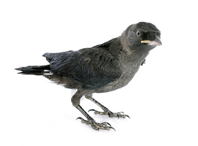西部乌贼雏鸟工作室动物灰色寒鸦乌鸦野生动物背景图片
