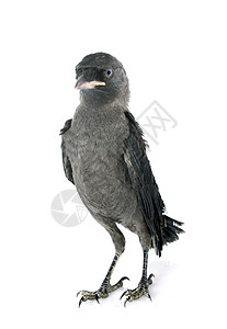 西部乌贼动物工作室野生动物寒鸦雏鸟灰色乌鸦背景图片