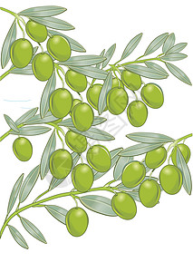 橄榄油沙拉树上有橄榄烹饪橄榄树沙拉农业蔬菜叶子枝条生态植物食物插画