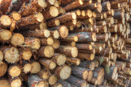 新鲜砍伐的树木原木木桩环境生态破坏燃料松树硬木柴堆针叶贮存木材高清图片素材