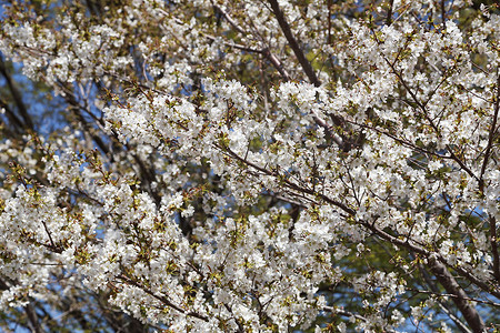 白萨库拉树柔软度植物学园艺花瓣樱花果园季节花园植物背景图片