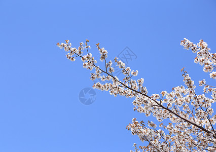 白樱花樱花天空植物群花瓣园艺宏观叶子植物季节花园背景图片