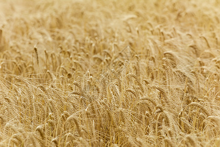 饲料作物活力小麦部落高清图片