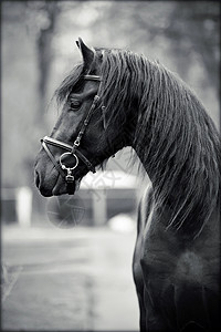 运动黑种马的肖像农场宠物马背荒野力量友谊警觉马具家畜跑步竞赛高清图片素材