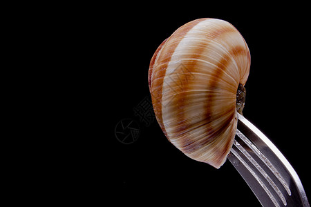 叉子上的蜗牛大蒜田螺健康食物美食盘子烹饪饮食香菜背景图片