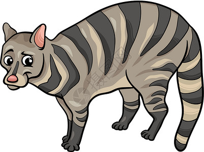 麝香猫Civet 动物漫画插图插画