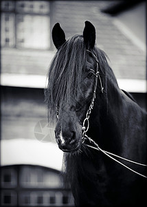 黑马的肖像哺乳动物毛皮马背运动动物马具赛车警觉牧场宠物家畜高清图片素材