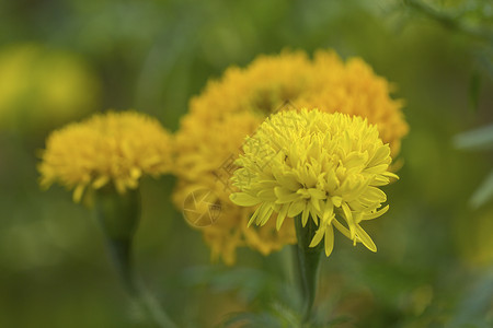 美金花花季节活力花园生长绿色花瓣植物黄色荒野环境背景图片