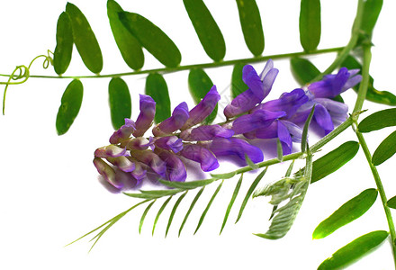 野豌豆自然紫色高清图片