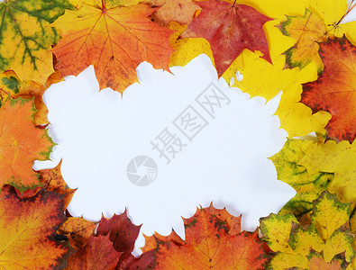 秋叶树边框树叶红色框架季节叶子橙子边界黄色绿色白色背景图片