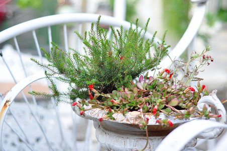 花朵 deco花园美女花瓶植物花盆阳台背景图片