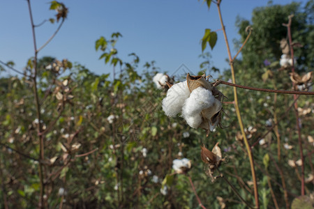 棉棉棉花植物背景图片