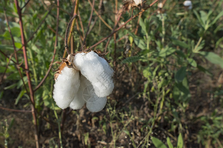 棉花植物纤维采摘乡村种植园胶囊农业种子场地纺织品背景图片