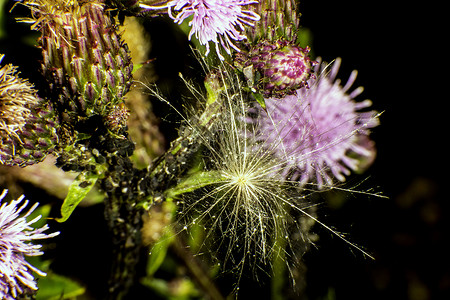 野生鲜花植物紫色黑色荒野绿色背景图片