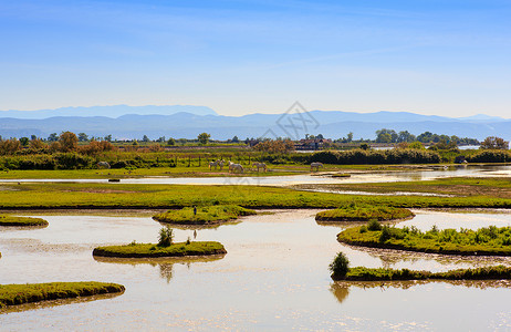 索卡河口植被自然保护区湿地小马沼泽废墟高清图片