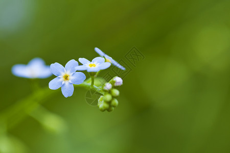 蓝色忘记我不忘记我 不要忘记花朵场地荒野植物生长花园季节野花园艺草地团体背景