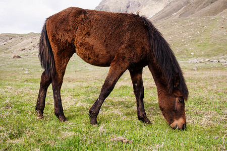山中的马天空环境场地蓝色农场马匹爬坡牧场山脉草地高清图片