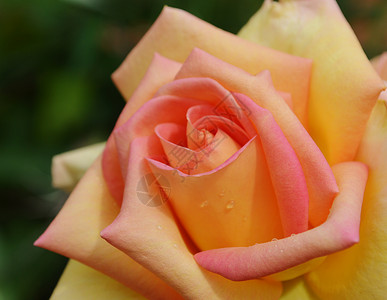 七月黄色彩色玫瑰盛开植物粉色宏观黄色植物群园林植物学园艺背景