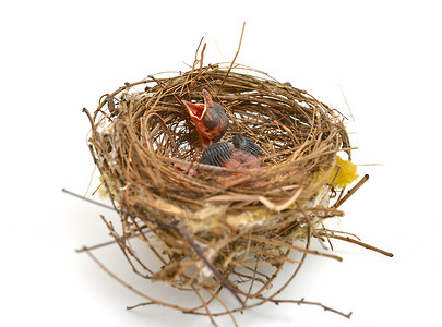鸟巢中的幼鸟婴儿巢穴脆弱性仔畜动物新生活高清图片