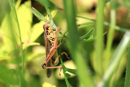 蚂蚱绿色野生动物天线翅膀宏观动物棕色昆虫叶子草地背景图片