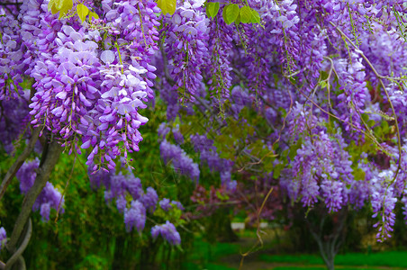 维西西亚植被生长鲜花花园紫色植物群风景植物阳光色彩背景图片