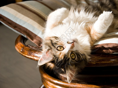 猫咪猫科胡须动物说谎小猫石头宠物休息长椅沙发脸高清图片素材