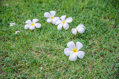 鲜花花绿色白色植物黄色花园叶子鸡蛋花背景图片