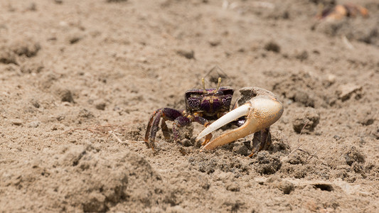 沙沙中的小菜蟹螃蟹陆地潮蟹海洋高清图片