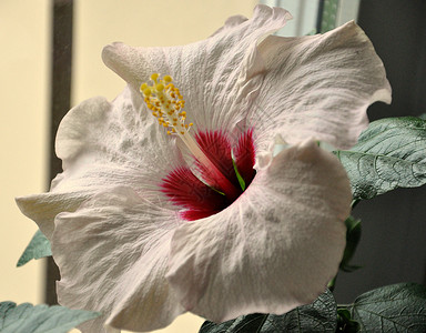 中华玫瑰花窗台植物背景图片