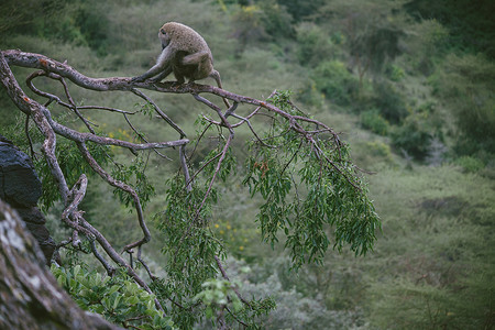 大规模移徙期间肯尼亚的猴子背景图片