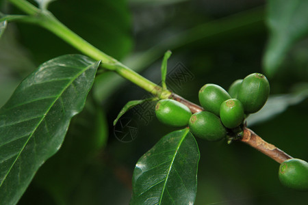 咖啡树绿色农业咖啡生长红色种子叶子种植园浆果水果背景图片