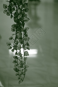 绿绿色藤蔓树叶爬行者背景图片