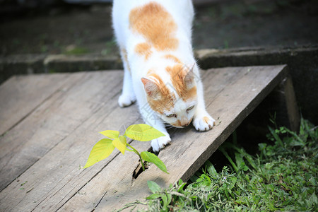 一只猫和一株植物背景图片