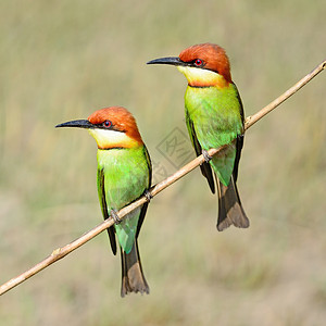栗子头食蜜蜂者动物群热带野生动物公园蜂鸟荒野环境羽毛动物绿色背景图片