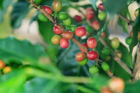 咖啡树红色咖啡生长水果种植园叶子种子植物浆果绿色背景图片