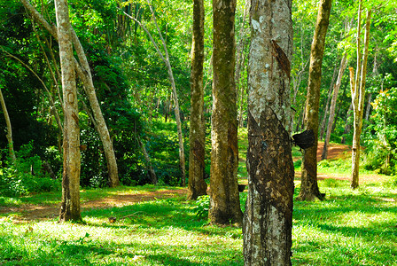 旧橡胶树 橡胶和环状木 橡胶采掘乳胶植物橡皮树液丛林树木牛奶树干液体生长背景图片