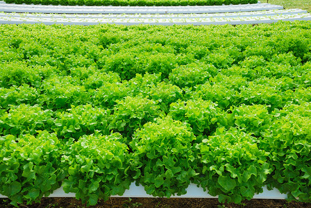 红橡树 绿橡树 种植水栽培植物f叶子烹饪沙拉农场生长维生素环境生产水培橡木背景图片