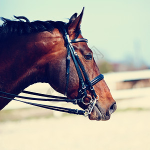 运动马的肖像鼻子毛皮荒野力量家畜竞赛马背骑术动物警觉跑步高清图片素材
