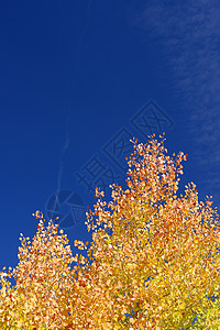 秋季假期蓝色叶子季节天空黄色橙子背景图片