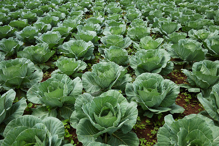 镇菜田生产芸苔花园蔬菜场地农业栽培植物背景图片