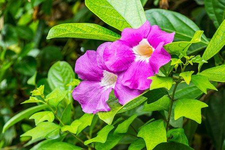 紫花朵黄色绿色种子白色花园粉色叶子花粉热带植物背景图片