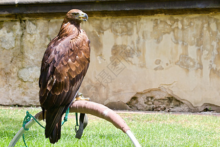 野鹰飞行动物捕食者航班自由荒野摄影背景图片