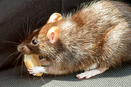 老鼠吃蛋糕房子食物晶须害虫动物宠物毛皮哺乳动物爪子黑色啮齿动物高清图片素材