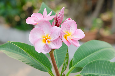 粉红花花花瓣叶子植物群绿色白色热带鸡蛋花植物黄色花园背景图片