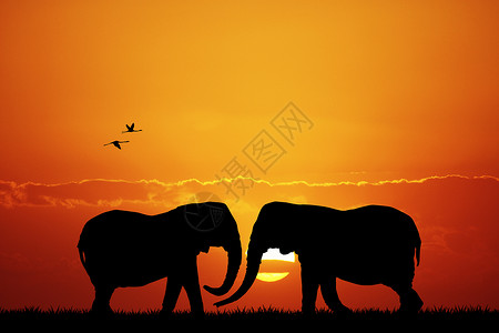 日落时的大象森林旅游丛林野生动物太阳插图旅行荒野图片素材