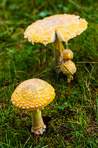 草黄蘑菇自然界有毒黄蘑菇叶子木头常委生长桦木毒菌毒蝇危险植物橙子背景