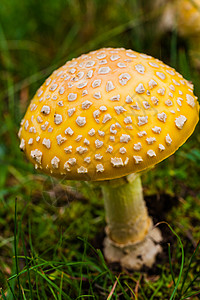 草黄蘑菇自然界有毒黄蘑菇生长危险毒菌宏观橙子荒野苔藓木头叶子森林背景